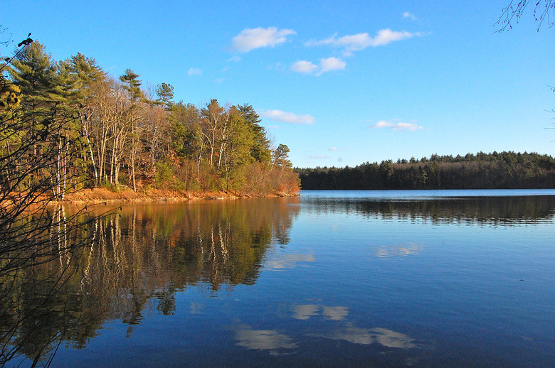 Transcendentalism Texts & Reflections