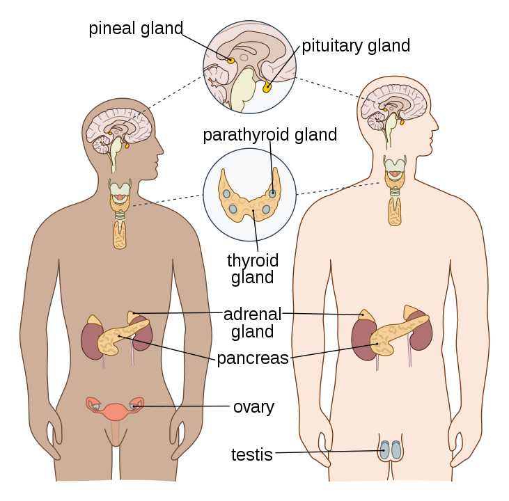 The Endocrine System: Identify the Gland Collaborative Task