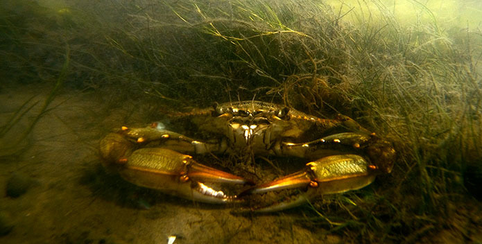 An Ecosystem in our Watershed Project