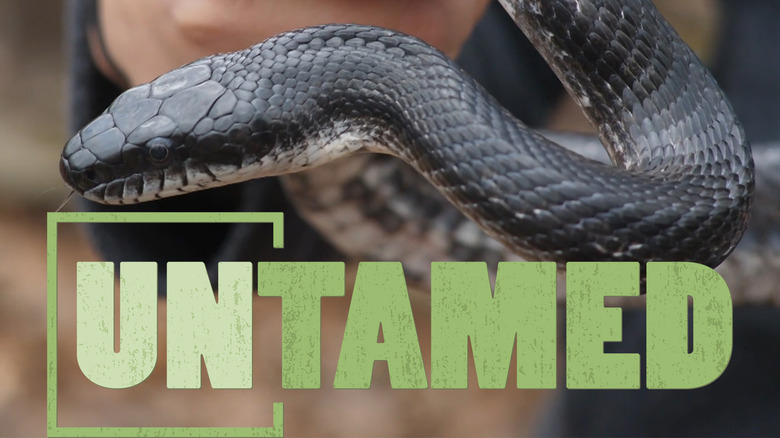 Snakes | UNTAMED