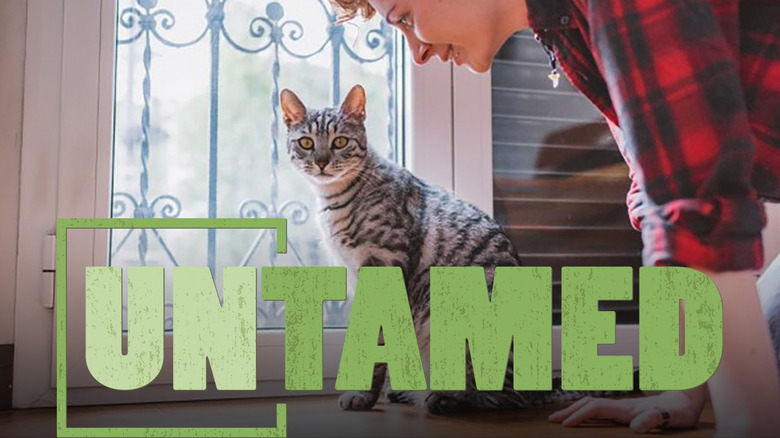 The Case for Indoor Cats | UNTAMED | Wildlife Center of Virginia