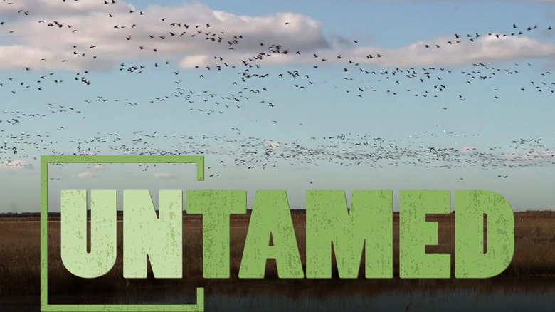 Bird Migration | UNTAMED | Wildlife Center of Virginia