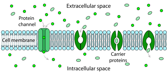 Passive and Active Cell Transport