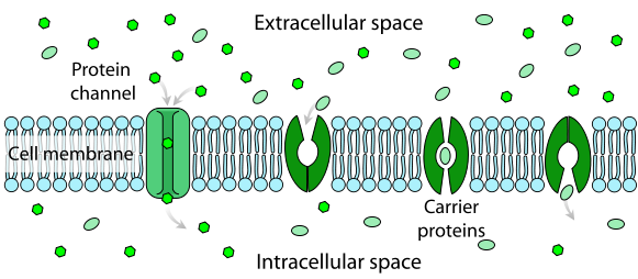 Passive And Active Cell Transport GoOpenVA