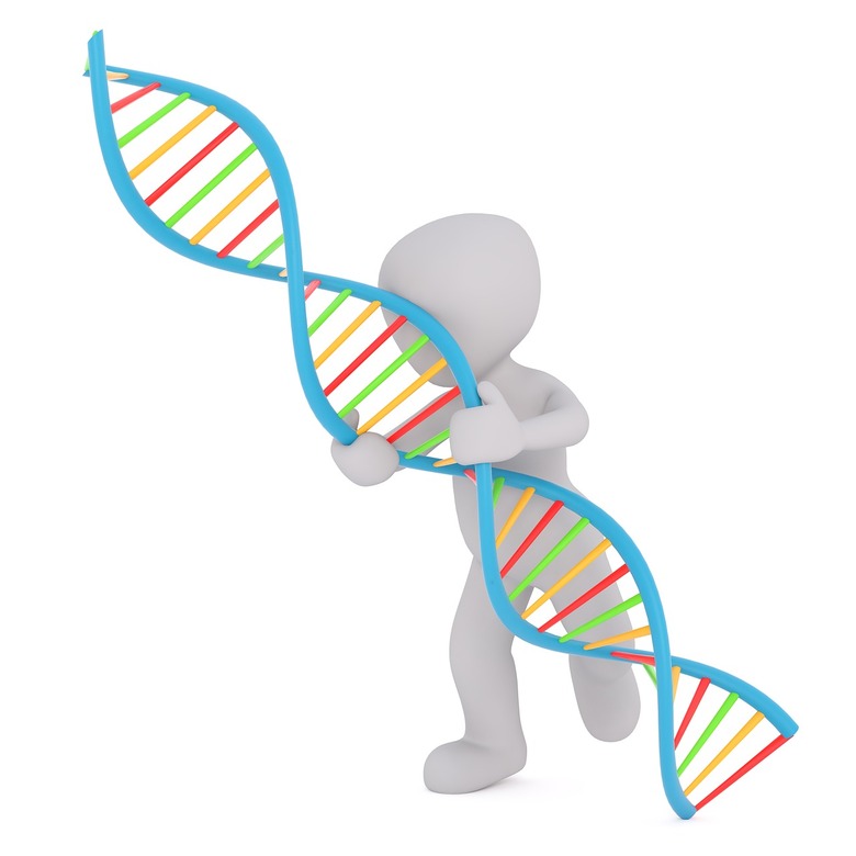 DNA Model Remix with Rubric