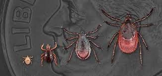 Ticks and Lyme Disease