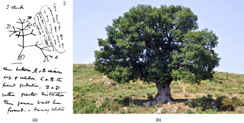 Perspectives on the Phylogenetic Tree
