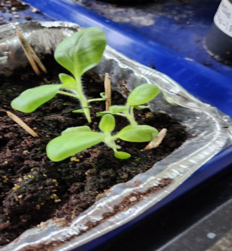 Food Sovereignty, Climate Change and The Three Sisters Mandaamin, Mashkodesimin, Okosimaan: The Three Sisters (Corn, Beans, Squash/Pumpkin)