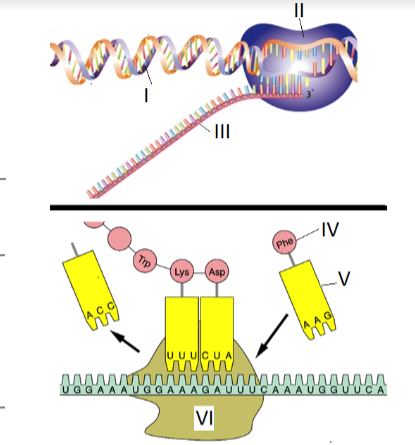 WUHS Biology Packets - DNA & Proteins Unit