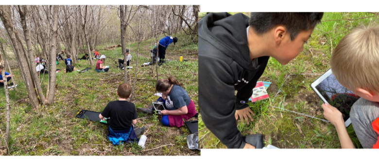 Math in Nature 3rd Grade