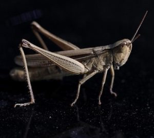 OpenSciEd 8.2 Lesson 2 Quizziz: How do insects make sounds?