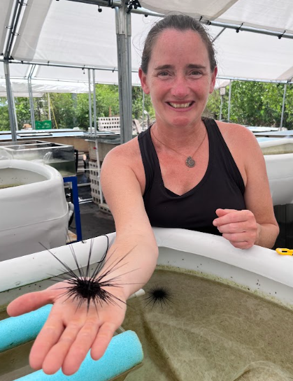 Modeling Oxygen Movement through a Sea Urchin