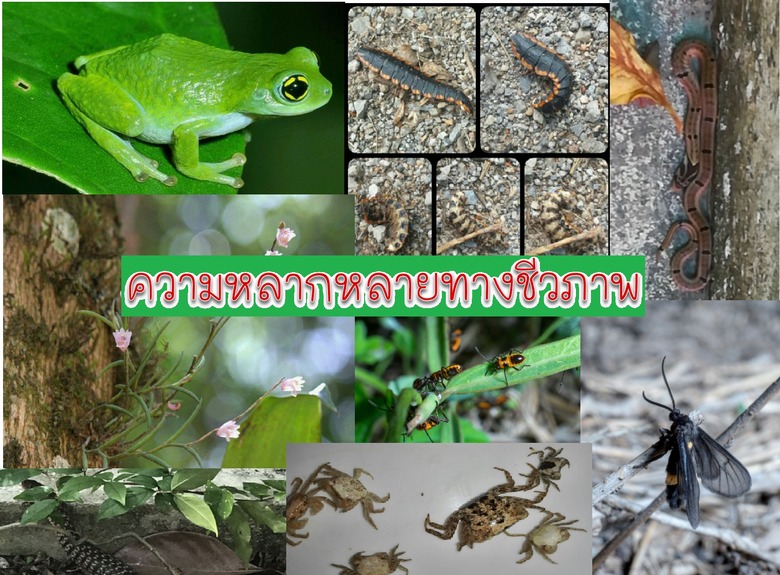 รูปภาพ ความหลากหลายทางชีวภาพ