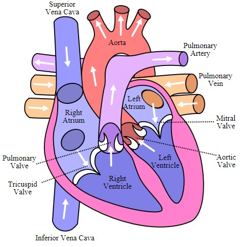 Biology M5_01 โครงสร้างหัวใจของสัตว์เลี้ยงลูกด้วยนม