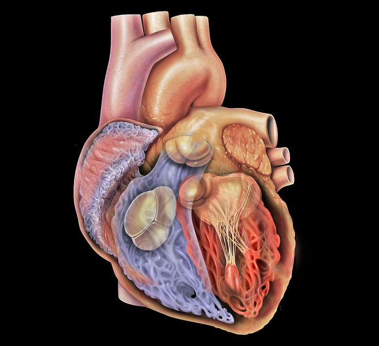 Mammalian Heart and Blood Vessels