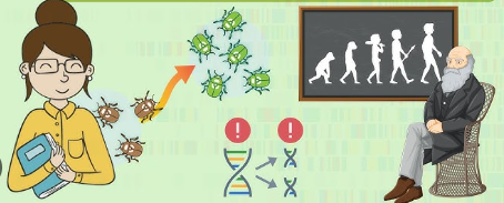 Mecanismos Evolutivos