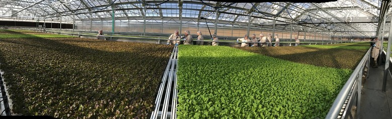 Soilless and Hydroponic Production