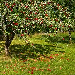 Heritage Tree Project