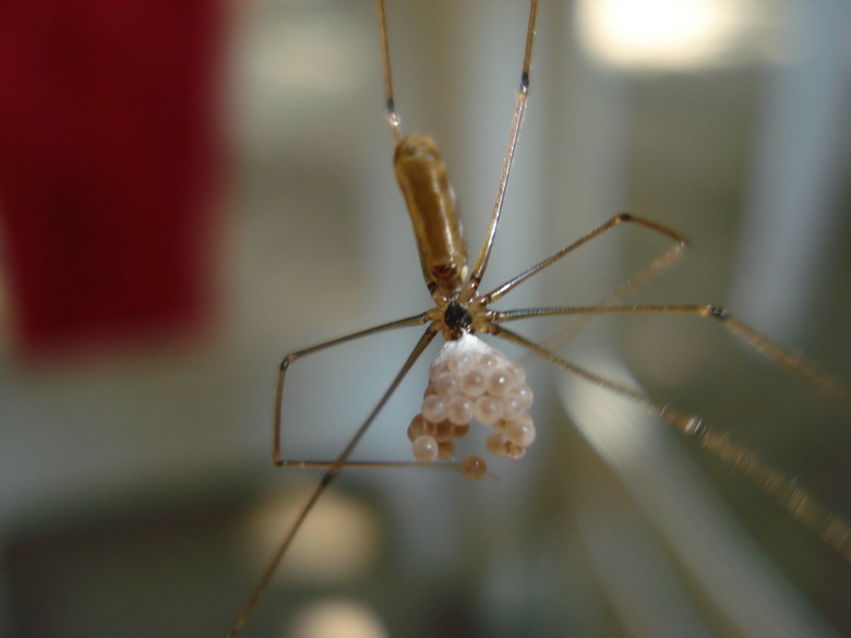 SPIDERS DIVERSITY by Dr. Pankaj w. Chaudhari