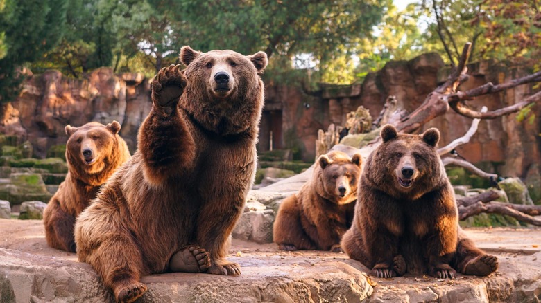 BEARS