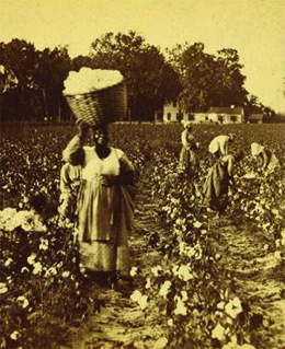 The Economics of Cotton