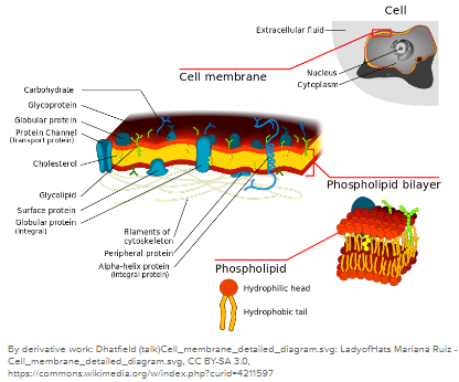Cellular Structure (Plasma Membrane) and Function