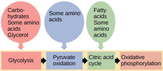 Connections of Carbohydrate, Protein, and Lipid Metabolic Pathways