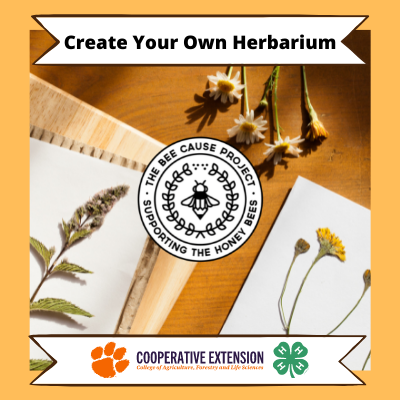 Create Your Own Herbarium