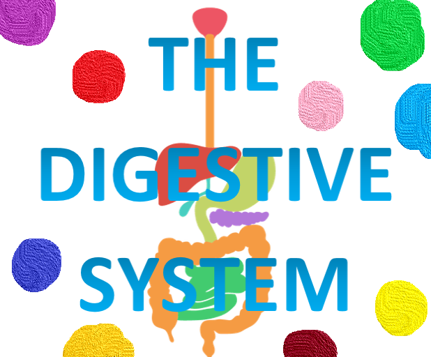 THE DIGESTIVE HUMAN SYSTEM