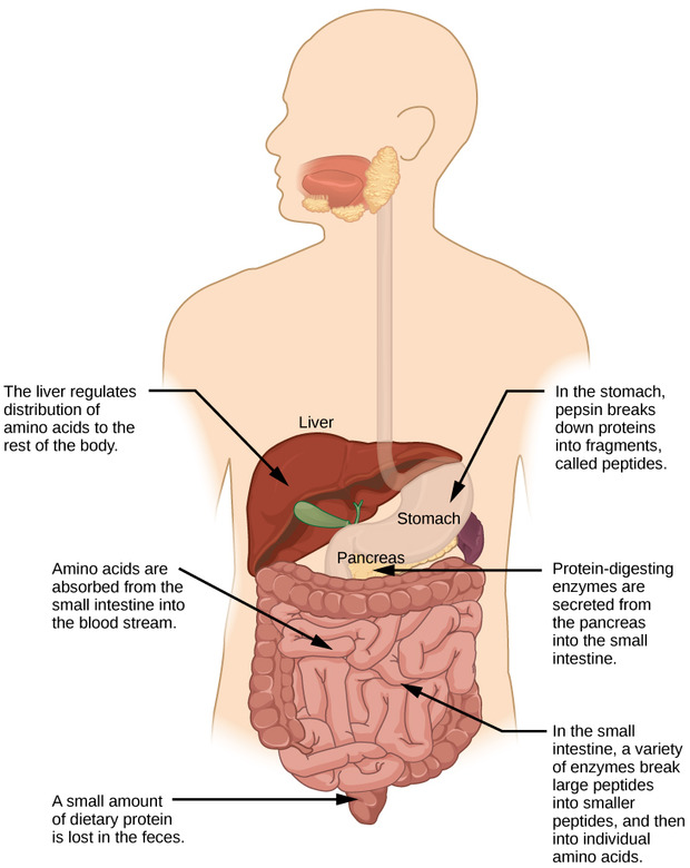 Digestive System Processes