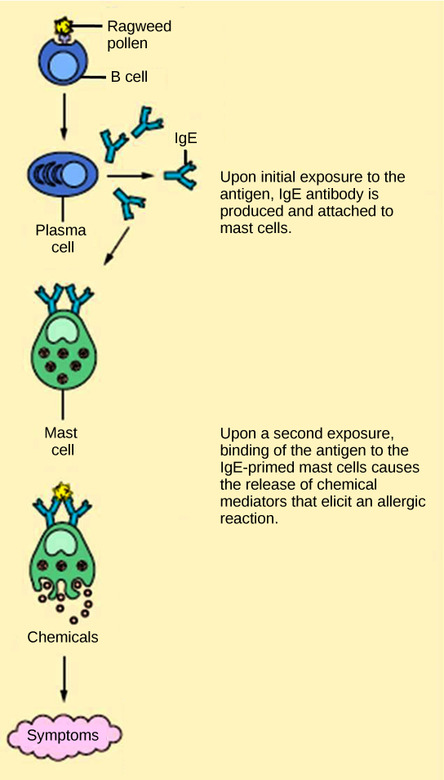 Disruptions in the Immune System