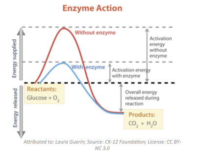 Enzymatic Proteins - How They Regulate Life