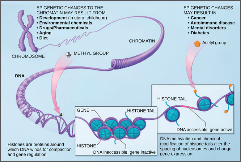 Eukaryotic Epigenetic Gene Regulation