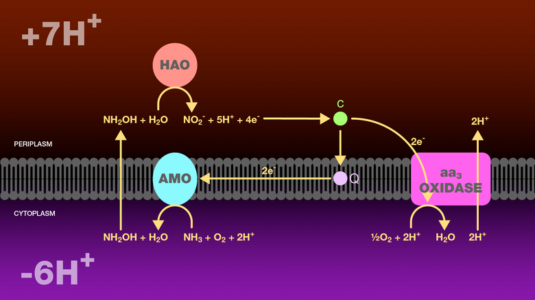 Electron Transport Chains within the Nitrogen Cycle and the Carbon Cycle