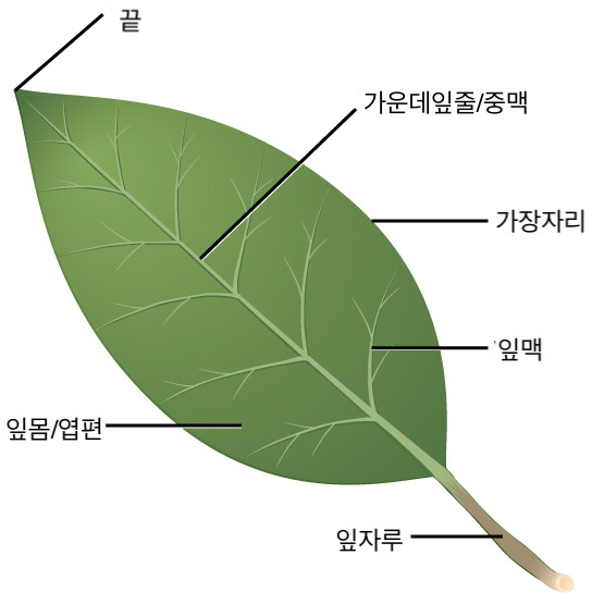 Structure of a Typical Leaf in Korean