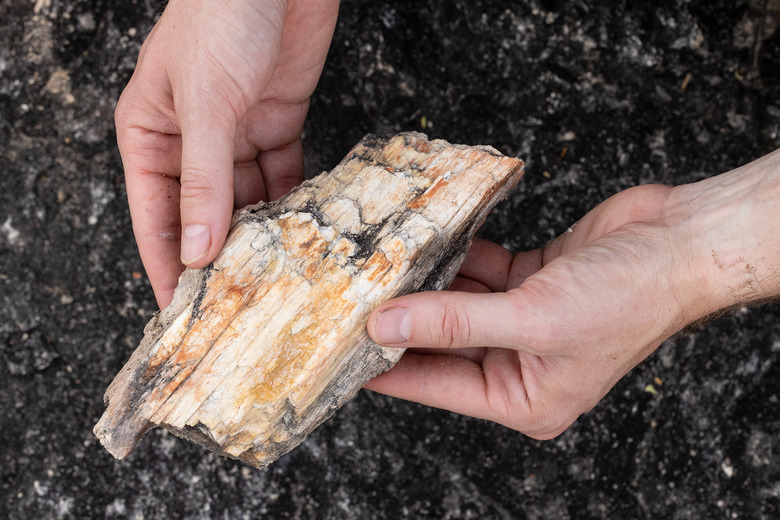 Fossil Forests: Finding Clues to Our Past, Fossil Forests: Finding ...