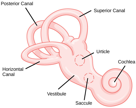 Hearing and Vestibular Sensation