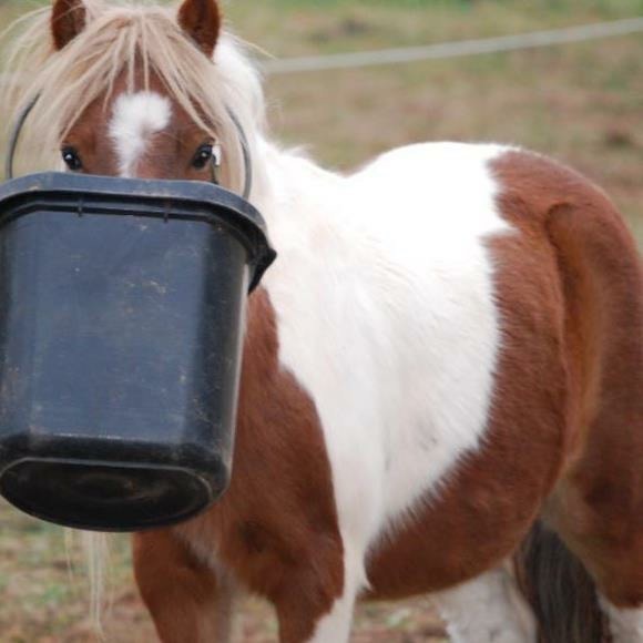 Horses, Ponies and Minis:  What's the Difference?