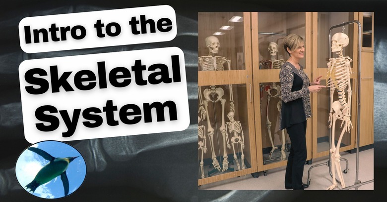 Introducing the Skeletal System Video Worksheet