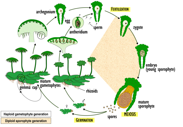 Liverwort Life Cycle OER Commons Liverwort Life Cycle OER Commons