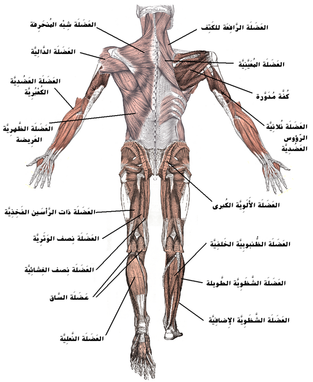 العضلات في جسم الانسان