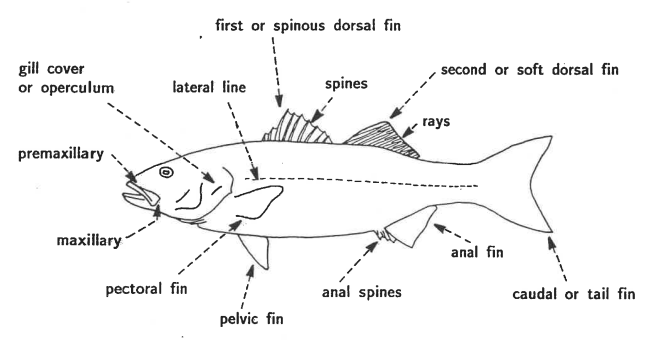 Parts of Fish