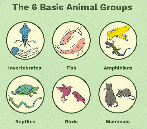 Animal Classes - 4th grade elementary school lesson