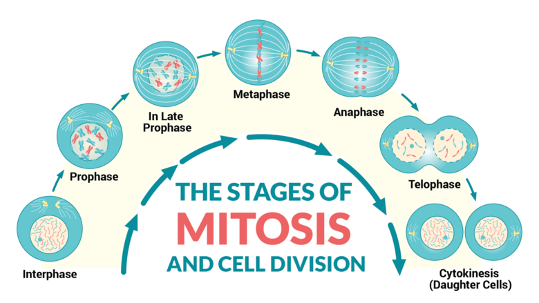 SC Biology EOC Review - Mitosis and Cell Cycle