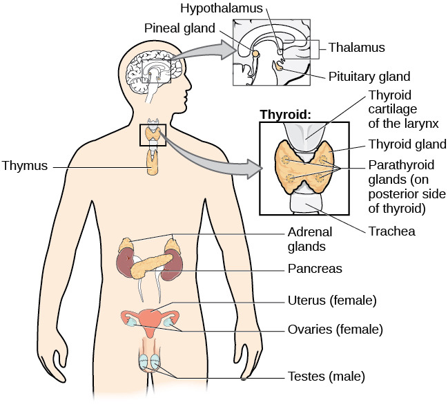 The Endocrine System