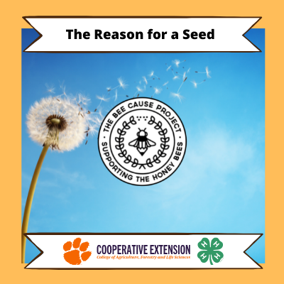 The Reason for a Seed