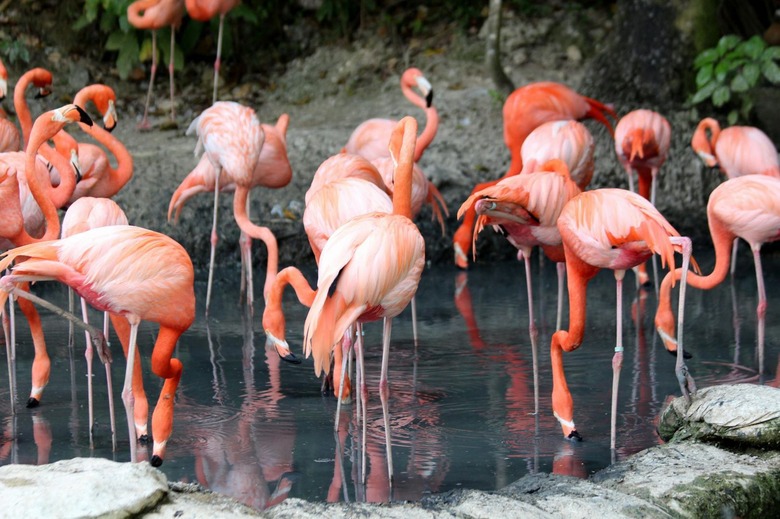 Let's explore the secret that flamingos are pink!!!