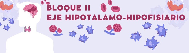 ¿SABES CÓMO FUNCIONA TU TIROIDES?