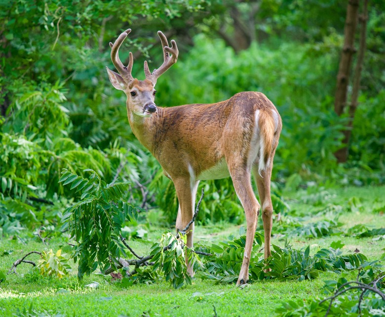 Wildlife Management: Wildlife Habitat