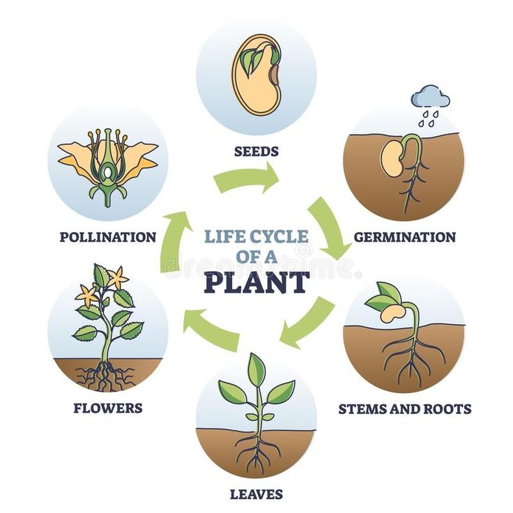 Introduction To Plant Life Cycles